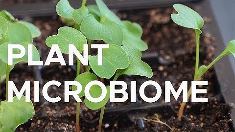 Hacking the microbiome of plants and soil | Sci NC