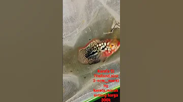 Kamfa F2 Thailand Size 3cm Harga 300k Marking Kereta Merah Enteng Wa 0878 4601 9375 
