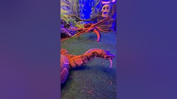 python snake. Live feeding #shorts #snake #python #mysticanimals #livefeeding
