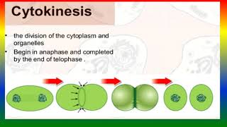 CELL DIVISION