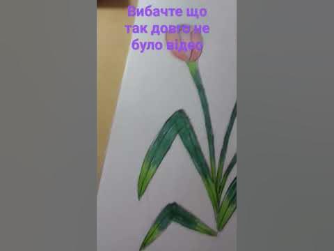 {рожеві тюльпани}:^ - YouTube