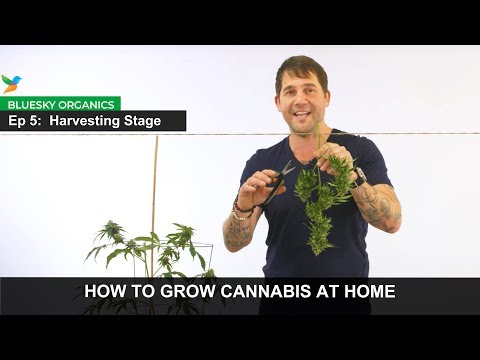 Ep 5 - Harvesting Stage Instructions - Craft Cannabis @ Home