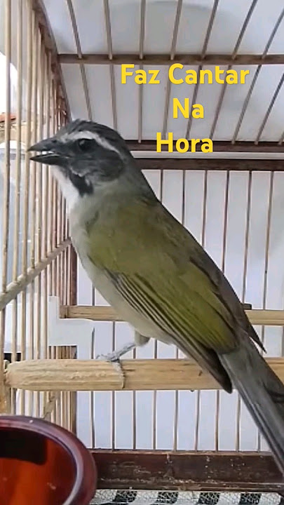 Esse vai ABRIR o CANTO do seu TRINCA FERRO ao MÁXIMO! Trinca Ferro Cantando MAQUINA Esquenta Trinca