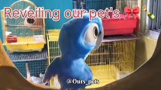 Reveiling our pet's||🎀🍾🎊