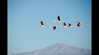 How Do Birds Know to Fly South direction ?
