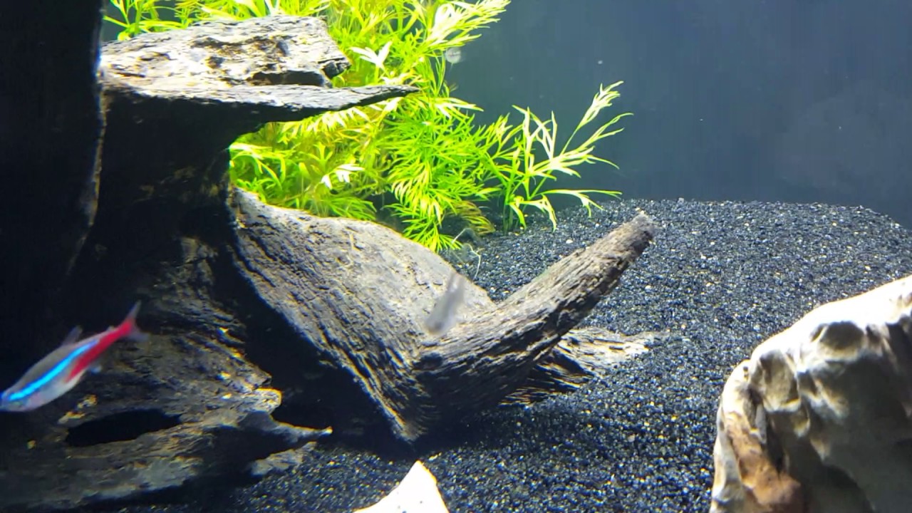 german blue ram fry development Start of planted 40 gallon
