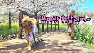 Let’s go cherry blossom viewing! (Event included♥) by 나렝아치 NaRengAchi 3,079 views 1 month ago 3 minutes, 51 seconds