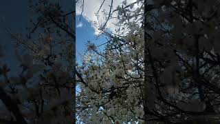 🤍🤍🤍#ilkbahar #ağaçlar