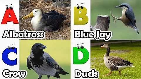 Insects Alphabet Song | Insects ABC Song | Phonics for Kids | Alphabet Letters