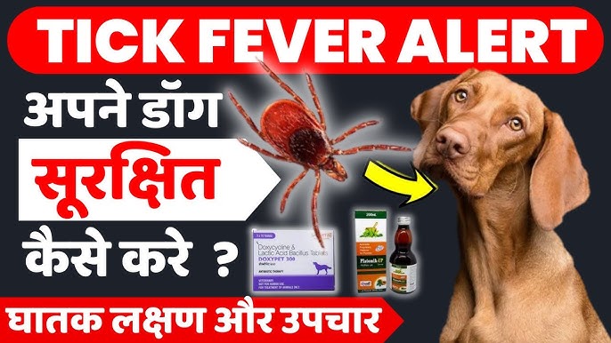 how to treat dog fever at home