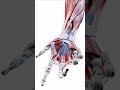 Pain in hands While Typing| It can be Carpel Tunnel Syndrome| Median Nerve Impingement|