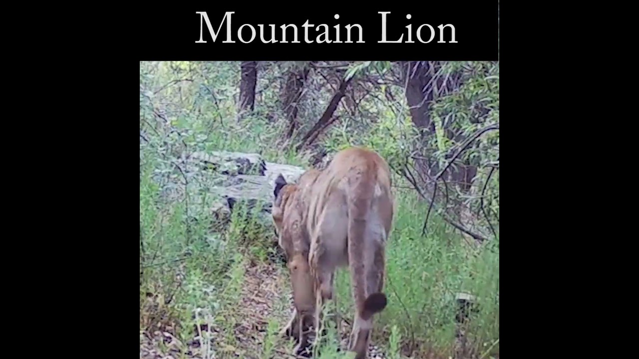 Mountain Lion going up the creek trail #puma #highdesertwildlife #cougar