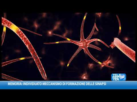 Video: Degenerazione Delle Cellule Cerebrali Nei Gatti