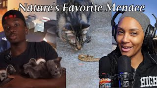 BRITT REACTS TO | The Insane Plot Armor of Cats | CASUAL GEOGRAPHICS