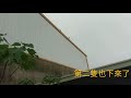 賽鴿｜家飛