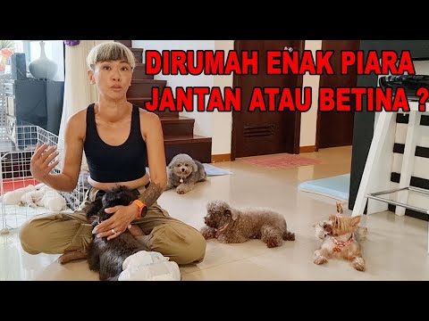 Video: Memilih Anak Anjing: Pug Laki-Laki vs. Perempuan