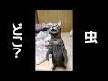 虫を見失って喋りまくる猫。