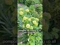 European Snowball Viburnum(Blushing from Green to White).#garden #flowers