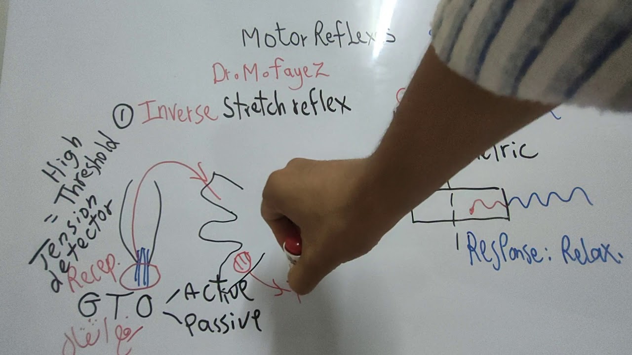 #Motor_CNS_Dr_Mohamed_Fayez Motor Reflexes