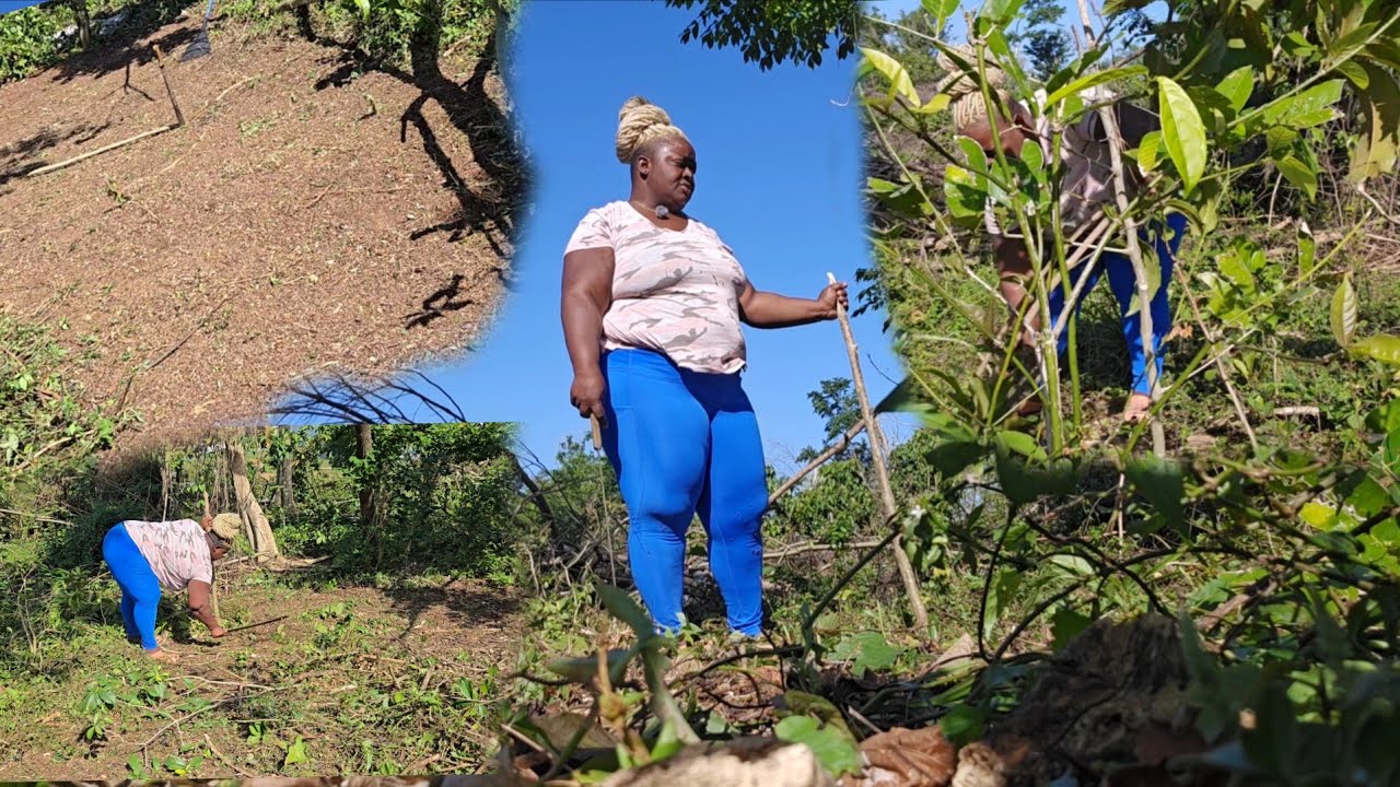 Watch Me Do A Land Preparation To Start My Agricultural [crop] Farming