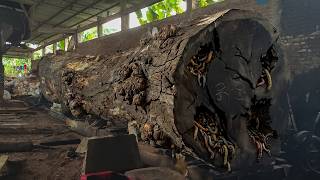 Giant Rotten Log FULL of Worms Cut at Sawmill – Shocking Wood Processing Scene!