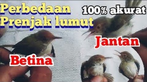 cara membedakan prenjak lumut jantan dan betina jamin akurat