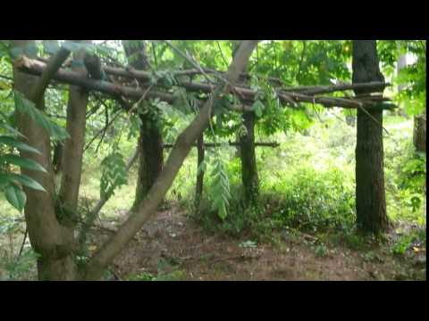 გიორგი გელოვანი giorgi gelovani