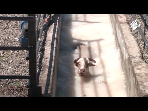 ცხოველთა ბიოუსაფრთხოების პუნქტები ქვემო ქართლში