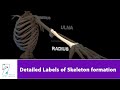 Detailed Labels of Skeleton formation