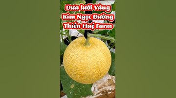 🍀DƯA LƯỚI 🍀VÀNG 🍀TƯƠI 🍀NGỌT 🌿Thiền Huệ Farm 🍀 #fruit #dualuoi #dua #garden