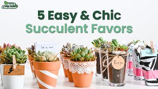 Succulent Favors #2 | Easy and Beautiful | The Next Gardener