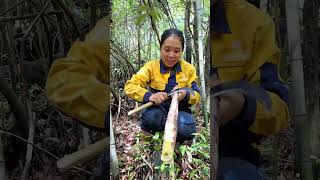 Fresh Bamboo Shoots from the High Mountains #viral #satisfying #shortsfeed #bamboo #bambooshoots