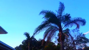 Palmtree TImelapse
