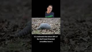 9 banded armadillos can carry leprosy