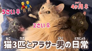 猫ちゃん3匹+1匹のお世話をするアラサー男(ゲイ)の自炊と日常🍚 by すずベルこりん2人のパパ 3,782 views 2 months ago 4 minutes, 11 seconds