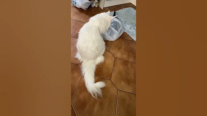 Video 11696351: white maine coon cat