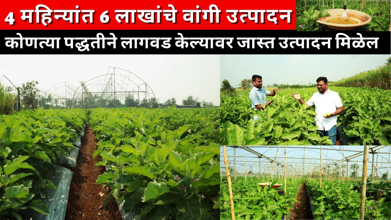 4 महिन्यांत 6 लाखांचे वांगी उत्पादन | वांगी लागवड कशी करावी संपूर्ण माहिती | info brinjal farming