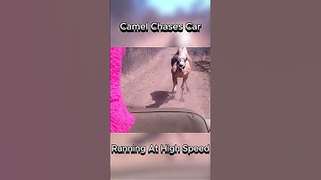 Camel Running At High Speed Chases Car #animals #camel #speed