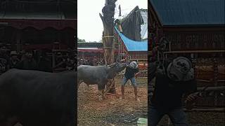 This Is How To Perform Qurban In The Toraja Tribe Ritual