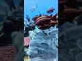 🌊 “Amazing Underwater Fish World You Must See! 🐠😍 #viral #fish #shortvideo #underwater #blueocean