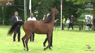 N 15 Wanella Ox Strohen 2024 European Show Fillies 3 Years Old Cl 5