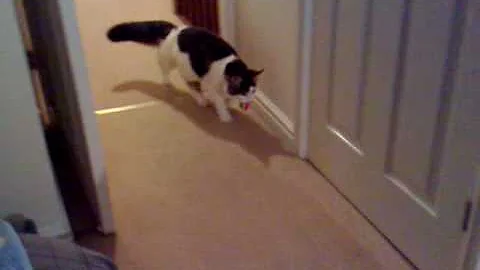 Watch the video about Enzo, 7 month old Maine Coon, playing fetch (some more)!