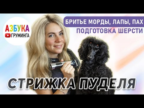 Стрижка пуделя - как побрить морду, лапы, пах. Особенности стрижки для дома