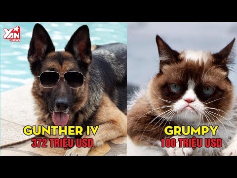 Top Những Động Vật Thú Cưng Giàu Nhất Thế Giới || Những Điều Kỳ Thú
