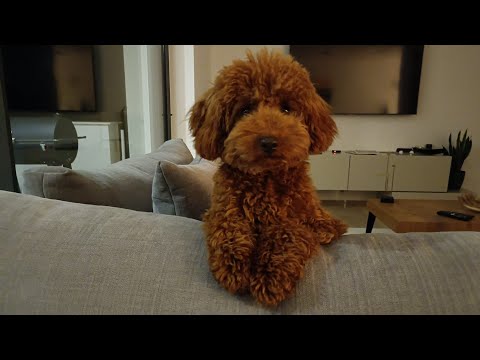 Video: ¿Es el caniche estándar el mejor perro para ti?