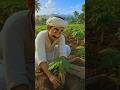 wild dog papaya field destroyed #shorts