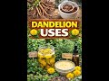 Dandelion Possiblities