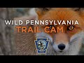 Wild Pennsylvania Trail Cam Part 1 of 2