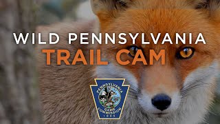 Wild Pennsylvania Trail Cam Part 1 of 2