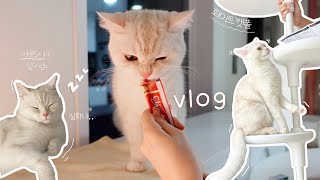 vlog.  새벽 5시에 일어나는 캣초딩과 초보 집사의 첫 일주일‍  츄르 먹는 고양이 브이로그 |  펫테리어에 진심.. 두잇 신상 스크레쳐✨ 화이트 캣폴 | ASMR